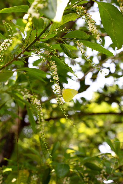 Perhonen florida fiddlewood kukka tai Spiny fiddlewood - Valokuva, kuva