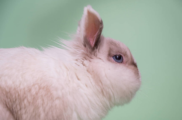 Portret van een grijs en wit vos dwerg konijn met grote testikels - Foto, afbeelding