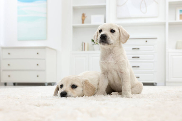 Cute little puppies on white carpet at home - 写真・画像