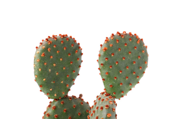 Beautiful green Opuntia cactus on white background - Zdjęcie, obraz