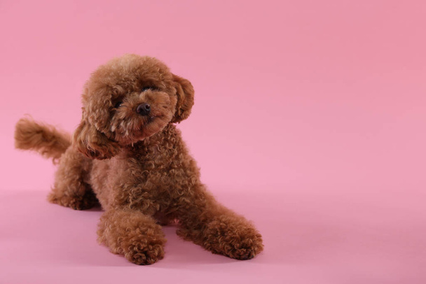 Cute Maltipoo dog on pink background, space for text. Lovely pet - Φωτογραφία, εικόνα