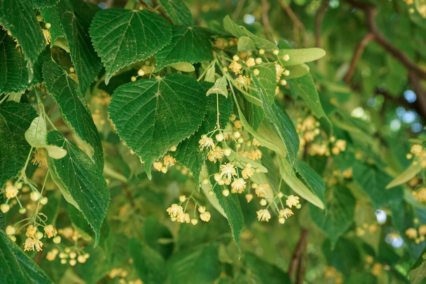 Blossoming linden tree with yellow flowers and green leaves outdoors - Photo, Image