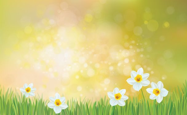 Spring narcissus flowers - Vector, Image