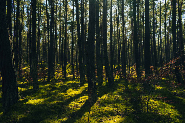 Hermoso bosque de pino y abeto con gruesa capa de musgo verde que cubre el suelo del bosque. Vista panorámica La luz del sol brilla a través de las ramas. Fondo de tierras forestales. Bosque de niebla profunda mágica Misty Old - Foto, Imagen
