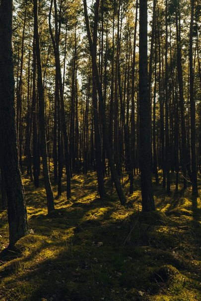 Όμορφο δάσος από πεύκα και έλατα με παχύ στρώμα πράσινου βρύου που καλύπτει το έδαφος του δάσους. Γραφική άποψη Το φως του ήλιου λάμπει μέσα από τα κλαδιά. Φόντο δασικών εκτάσεων. Μαγικό βαθύ ομιχλώδες δάσος - Φωτογραφία, εικόνα