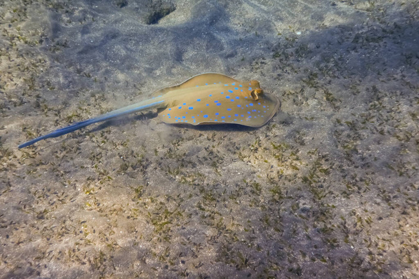 wonderful blue spotted stingray swimming at the seabed and ground from the red sea egypt - Photo, Image