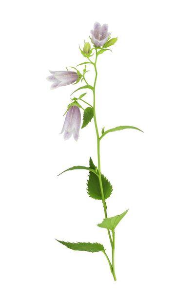 Campanula punctata, kwiat dzwonu, jest gatunkiem rośliny kwitnącej z rodziny dzwoneczkowatych Campanulaceae. Stem z kwiatów i liści izolowanych na przejrzystym tle. - Zdjęcie, obraz