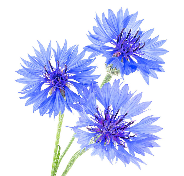 Bouquet of blue cornflowers isolated on a white background - Foto, immagini