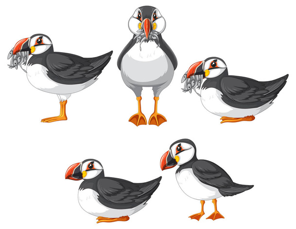 Set of puffin bird cartoon character in different poses illustration - Wektor, obraz