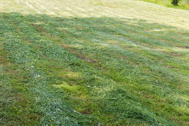 Windrows de la hierba segada en un prado en primavera día soleado en parte en la sombra - Foto, Imagen