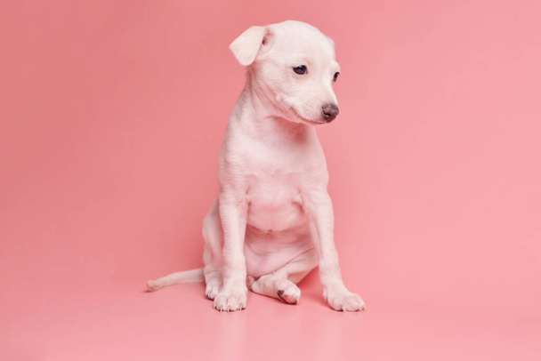 Portrait of cute Italian Greyhound puppy isolated on pink studio background. Small beagle dog white beige colo - Foto, imagen