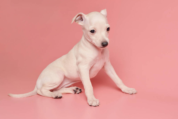 Portrait of cute Italian Greyhound puppy isolated on pink studio background. Small beagle dog white beige colo - Foto, Imagen