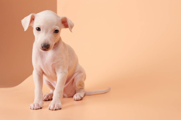 Portrait of cute Italian Greyhound puppy isolated on brown orange studio background. Small beagle dog white beige colo - Фото, изображение
