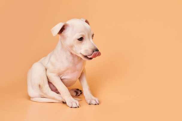 Portrait of cute Italian Greyhound puppy showing tongue isolated on orange studio background. Small sleepy beagle dog white beige colo - Фото, зображення
