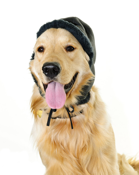 Golden retriever dog wearing winter hat - Φωτογραφία, εικόνα