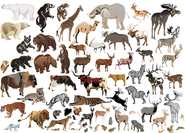 huge collection of color animals - Vector, Image