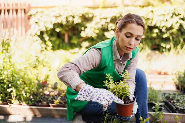 Young woman entrepreneur gardening in garden center, holding flower pot and checking plant. - Foto, afbeelding