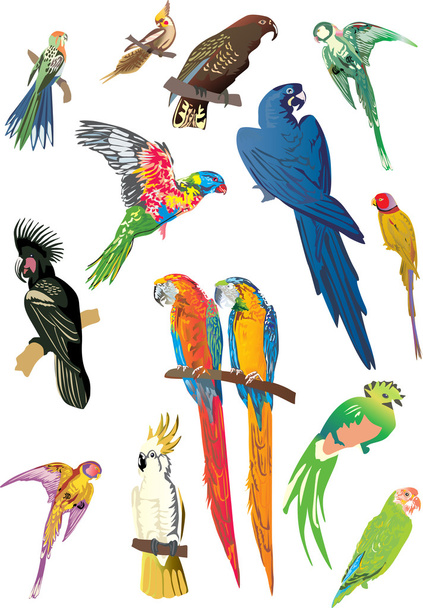 raccolta di pappagalli a colori su bianco
 - Vettoriali, immagini