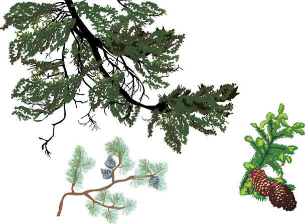 松の木の枝のセット - ベクター画像