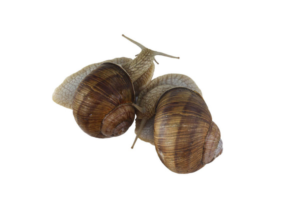 Hermosos caracoles aislados sobre fondo blanco como símbolo de velocidad lenta de caracol o vida de caracol en concha o independencia de caracol - Foto, Imagen