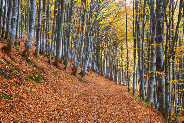 Magnífico paisaje de otoño panorama de un bosque pintoresco con un montón de sol cálido
 - Foto, Imagen