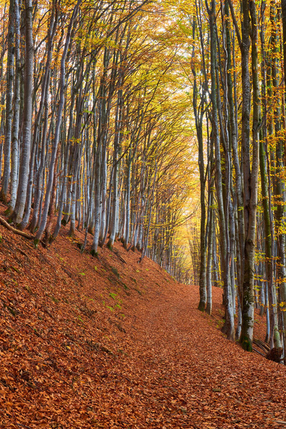 Beech forest with orange leaves. Autumn landscape on a sunny day in the mountains. Carpathians, Ukraine, Europe - Φωτογραφία, εικόνα
