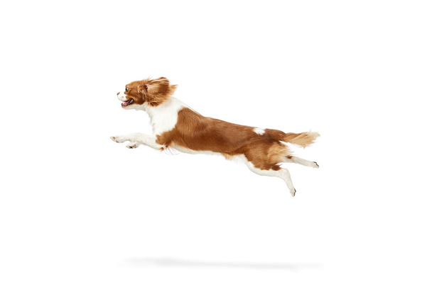 Dynamic image of active dog of Cavalier King Charles Spaniel in motion, fastly running against white studio background. Concept of animal, pets, care, pet friend, vet, action, fun, emotions, ad - Foto, afbeelding