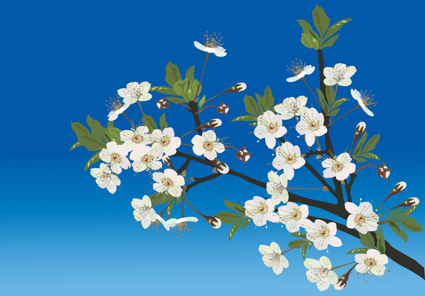 weißer Sakura-Zweig auf blauem Hintergrund - Vektor, Bild