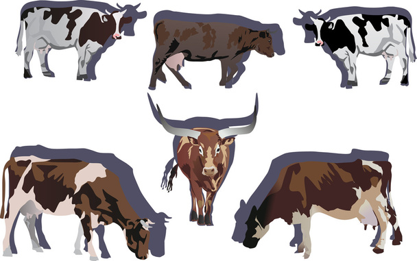 six taureaux et vaches illustration
 - Vecteur, image