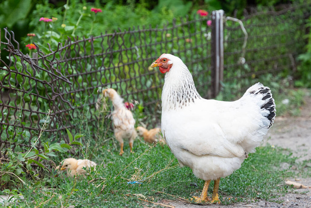 slepice s kuřaty na farmě - Fotografie, Obrázek
