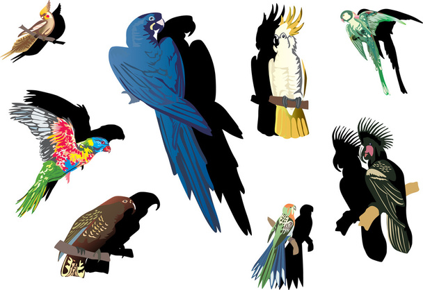 farbige Papageien mit Schatten - Vektor, Bild