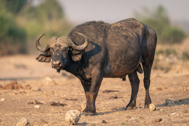 Cape buffalo stands among rocks watching camera - Photo, Image