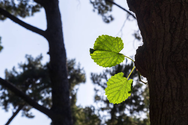 Κλάδος Alder με πράσινα φύλλα. Νεαρό δέντρο alder το καλοκαίρι με νέα φύλλα.  - Φωτογραφία, εικόνα