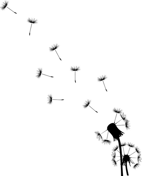 two black dandelions illustration - Vector, Image