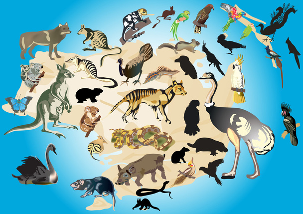 Australia fauna illustration - Vector, Image