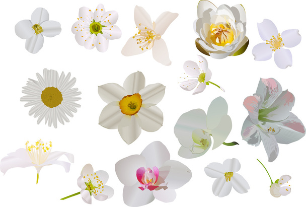 witte bloemen ingesteld op wit - Vector, afbeelding