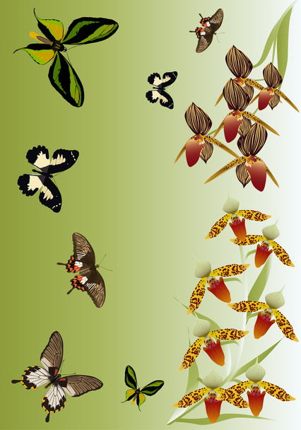 orchid flowers and butterflies design - Vector, Image
