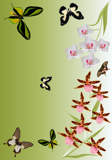 Orchid bloemen en vlinders patroon - Vector, afbeelding