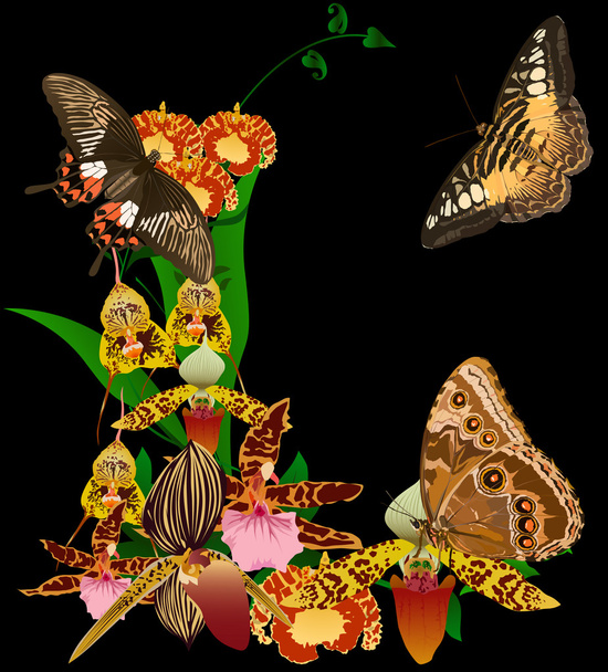 ορχιδέες και πεταλούδες σε μαύρο - Διάνυσμα, εικόνα