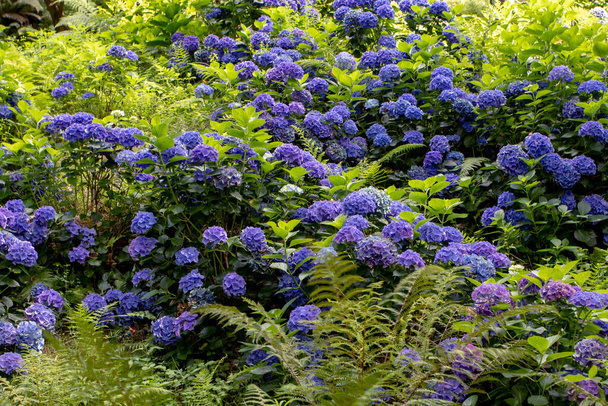 Dark blue hydrangea macrophylla flowering plants in the shady park. Hortensia flowers. - Photo, Image