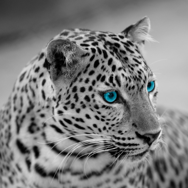 Μαύρο και άσπρο jaguar - Φωτογραφία, εικόνα