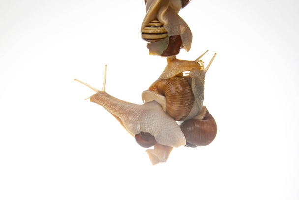 Snails hanging on top of each other on a white background. Animal world in nature. - Foto, Imagem