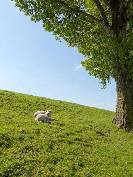 Tavaszi kép a fiatal bárányok nyugszik egy zöld rét - Fotó, kép