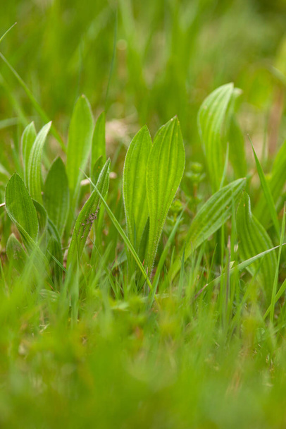 Plantago lanceolata, ribwort plantain, kapealehtinen plantain - Valokuva, kuva