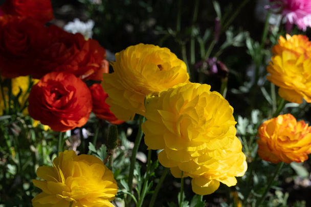 Hintergrund mit schönen Blumen im Vordergrund. Granada, Spanien. - Foto, Bild
