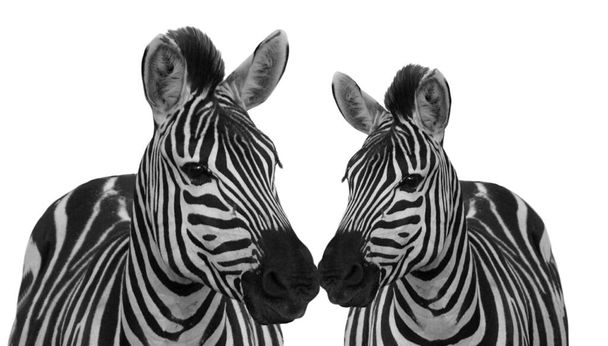 Two Beautiful Black And White Zebra Isolated In White Background Wallpaper - Foto, imagen