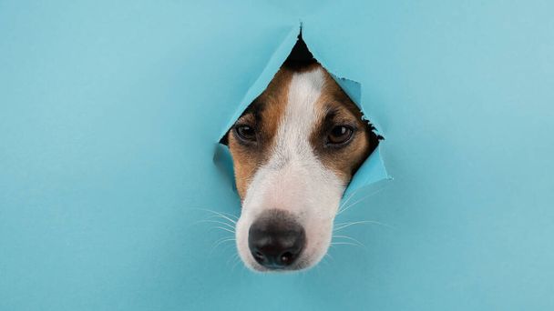 Funny dog muzzle from a hole in a paper blue background. Copy spase - Photo, image