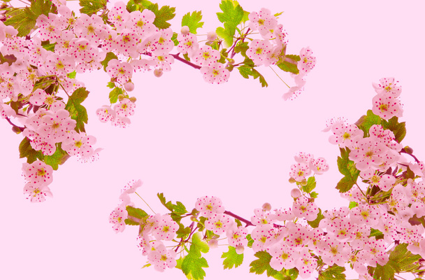 Cherry blossoms . - Foto, afbeelding