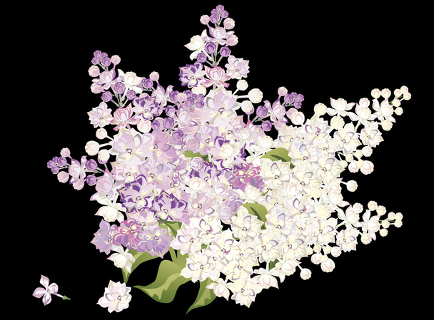 bunch of lilac isolated on black - Vector, Image
