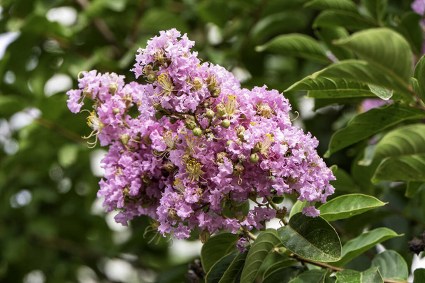 Brushes of pink flowers Crape Myrtle or Lagerstroemia close up on a blurred background - Photo, Image